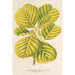 Reproduktion des Gemäldes Alnus glutinosa var aurea - Charles Antoine Lemaire