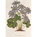Anemone Hepatica angulosa - Charles Antoine Lemaire — Ansicht des Kunstwerks