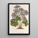 Anemone Hepatica angulosa - Charles Antoine Lemaire — gerahmtes Bild an der Wand