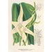 Reproduktion des Gemäldes Angraecum sesquipedale - Charles Antoine Lemaire