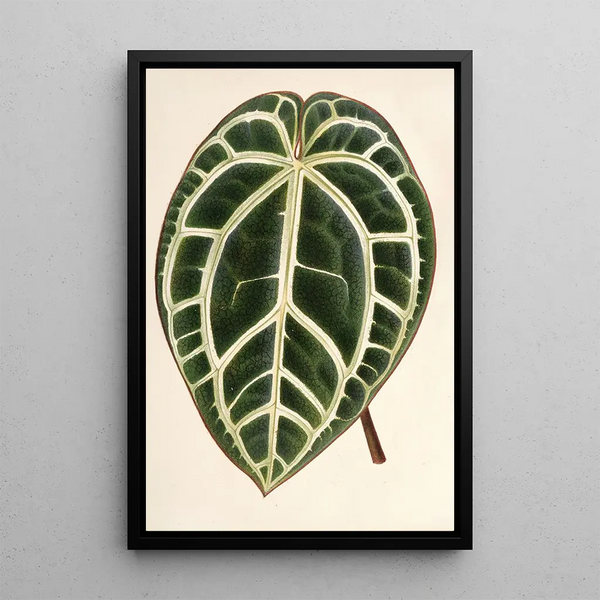Charles Antoine Lemaire - Anthurium crystallinum.webp