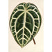 Reproduktion des Gemäldes Anthurium crystallinum - Charles Antoine Lemaire