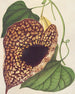 Aristolochia cordiflora - Charles Antoine Lemaire — Ansicht des Kunstwerks