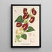 Reproduktion des Gemäldes Aristolochia floribunda - Charles Antoine Lemaire