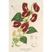 Reproduktion des Gemäldes Aristolochia floribunda - Charles Antoine Lemaire