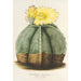 Reproduktion des Gemäldes Astrophytum myriostigma - Charles Antoine Lemaire