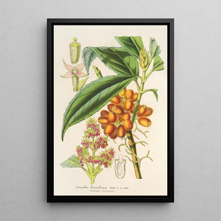 Charles Antoine Lemaire - Aucuba bimalaica.webp