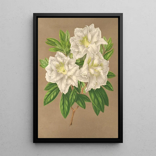 Charles Antoine Lemaire - Azalea Bernhard Andrea alba.webp