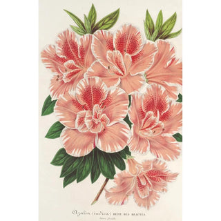 Charles Antoine Lemaire - Azalea indica.webp