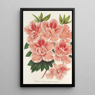Charles Antoine Lemaire - Azalea indica.webp