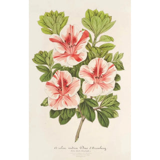 Charles Antoine Lemaire - Azalea indica Duc dAremberg.webp