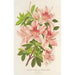 Azalée indica hybrida Charles Enke - Charles Antoine Lemaire — Ansicht des Kunstwerks