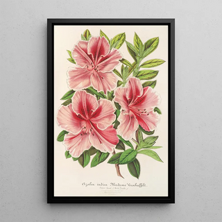 Charles Antoine Lemaire - Azalea indica hybrida Madame Verschaffelt.webp