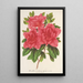 Azalea indica hybrida Madame Wagner - Charles Antoine Lemaire — gerahmtes Bild an der Wand
