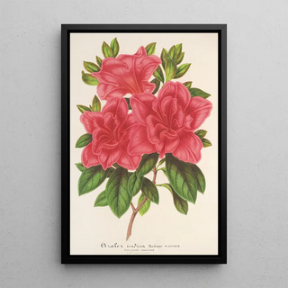 Charles Antoine Lemaire - Azalea indica hybrida Madame Wagner.webp