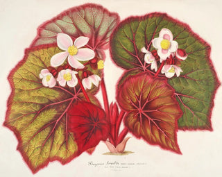 Bégonia léopoldi - Charles Antoine Lemaire — Ansicht des Kunstwerks