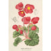 Bégonia rosiflora - Charles Antoine Lemaire — Ansicht des Kunstwerks