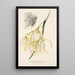 Reproduktion des Gemäldes Brassavola fragrans - Charles Antoine Lemaire