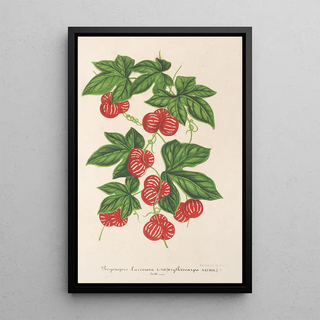 Charles Antoine Lemaire - Bryonopsis laciniata var erythrocarpa.webp