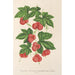 Reproduktion des Gemäldes Bryonopsis laciniata var erythrocarpa - Charles Antoine Lemaire