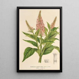 Charles Antoine Lemaire - Buddleia curviflora.webp