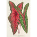 Caladium Baraquinii Troubetzkoy - Charles Antoine Lemaire — Ansicht des Kunstwerks