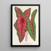 Caladium Baraquinii Troubetzkoy - Charles Antoine Lemaire — gerahmtes Bild an der Wand
