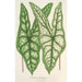 Caladium Belleymei - Charles Antoine Lemaire — Ansicht des Kunstwerks
