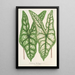 Caladium Belleymei - Charles Antoine Lemaire — gerahmtes Bild an der Wand