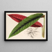Calathea Maranta nigrocostata - Charles Antoine Lemaire — gerahmtes Bild an der Wand