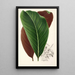 Calathea pacifica - Charles Antoine Lemaire — Ansicht des Kunstwerks