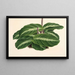 Calathea undulata - Charles Antoine Lemaire — gerahmtes Bild an der Wand