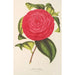 Camellia Adriana - Charles Antoine Lemaire — Ansicht des Kunstwerks