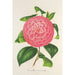 Camellia Baron de Vrière - Charles Antoine Lemaire — Ansicht des Kunstwerks