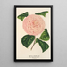 Camellia Caterina Rossi - Charles Antoine Lemaire — gerahmtes Bild an der Wand