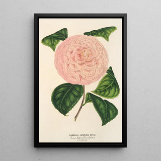 Charles Antoine Lemaire - Camellia Caterina Rossi.webp