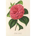 Camellia Clodia - Charles Antoine Lemaire — Ansicht des Kunstwerks