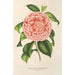 Reproduktion des Gemäldes Camellia Contessa Pasolini - Charles Antoine Lemaire
