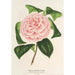 Camellia Contessa Tozzoni - Charles Antoine Lemaire — Ansicht des Kunstwerks