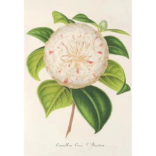 Charles Antoine Lemaire - Camellia Cora L Barton.webp