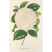 Camellia Dionisia Poniatowski - Charles Antoine Lemaire — Ansicht des Kunstwerks