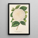 Camellia Dionisia Poniatowski - Charles Antoine Lemaire — gerahmtes Bild an der Wand