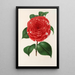 Camellia Don Carlos Ferdinando - Charles Antoine Lemaire — gerahmtes Bild an der Wand