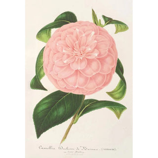 Charles Antoine Lemaire - Camellia Duchesse de Nassau.webp