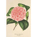Camellia Elvina Delli - Charles Antoine Lemaire — Ansicht des Kunstwerks