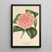 Camellia Elvina Delli - Charles Antoine Lemaire — gerahmtes Bild an der Wand