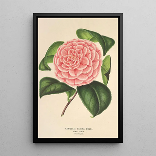 Charles Antoine Lemaire - Camellia Elvina Delli.webp