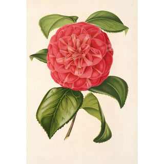 Charles Antoine Lemaire - Camellia Francesco Burlamachi.webp