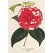 Camellia Giardino Santarelli - Charles Antoine Lemaire — Ansicht des Kunstwerks