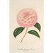Reproduktion des Gemäldes Camellia Giardino Schmitz - Charles Antoine Lemaire